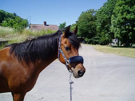 Anden særlig race Sunshine - Hajsa du der, ja det var dig jeg mente, er jeg bare smuk eller hvad? billede 7