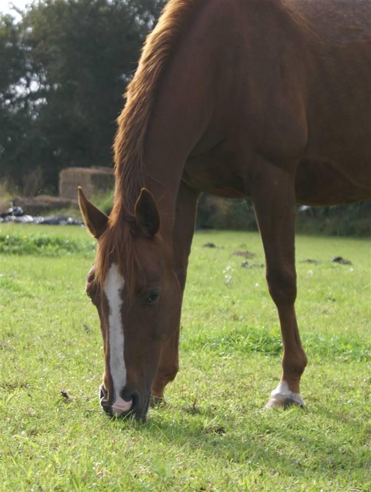 DSP ahorns=Tai Kimiko billede 9