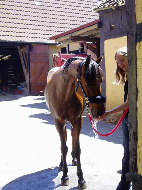 Anden særlig race Sunshine - Så skal man os i bad, men på en varm sommer dag vil jeg altså hellere drikke vandet. billede 8