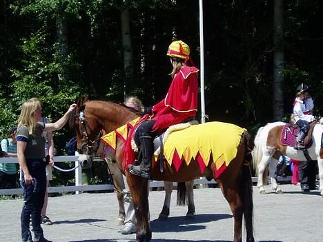 Anden særlig race Sunshine - På dyrskue. billede 9