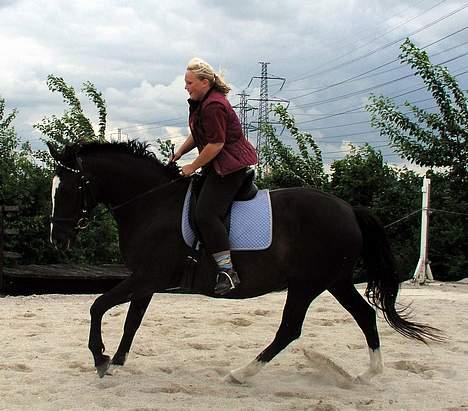 Dansk Varmblod Picaline [Himmelhest] billede 7