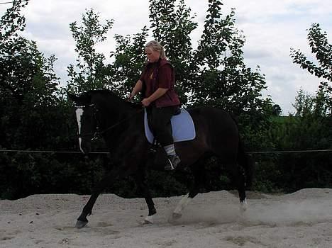 Dansk Varmblod Picaline [Himmelhest] billede 8