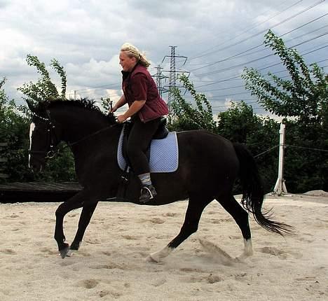 Dansk Varmblod Picaline [Himmelhest] billede 9