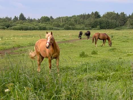 Haflinger Ichavel - Ichavel på sommergræs sammen med hestene billede 8