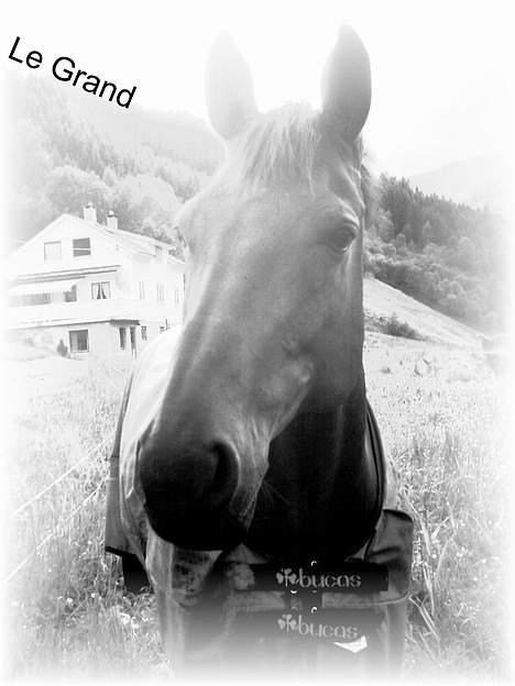 Dansk Varmblod Le Grand billede 16