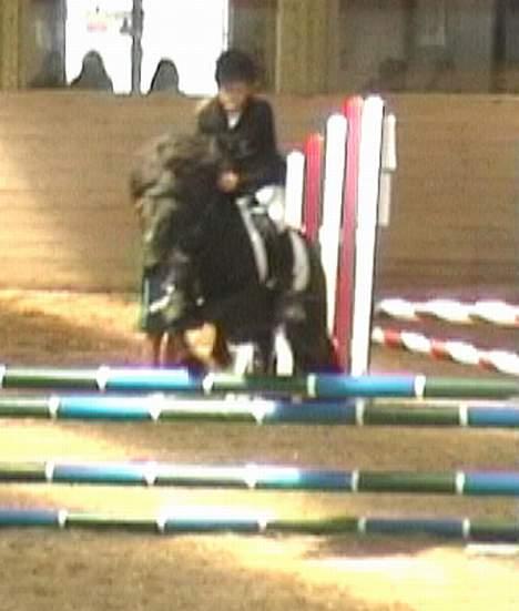 Anden særlig race º•Prins•º ( SOLGT) - Mig og prins til stævnet i Åstrup.  billede 15