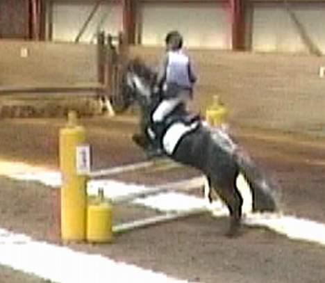 Anden særlig race º•Prins•º ( SOLGT) - stævnet i Åstrup lb metode A 2 plads billede 16