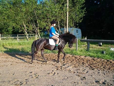 Anden særlig race º•Prins•º ( SOLGT) - Der hjemme på ridebbanen øver vi dressur billede 18