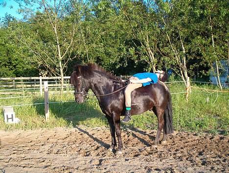 Anden særlig race º•Prins•º ( SOLGT) - Prins og jeg blev lige trætte billede 19