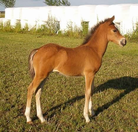 New Forest ahorns tasara - tasara har lige fået øje på noget spændene billede 1