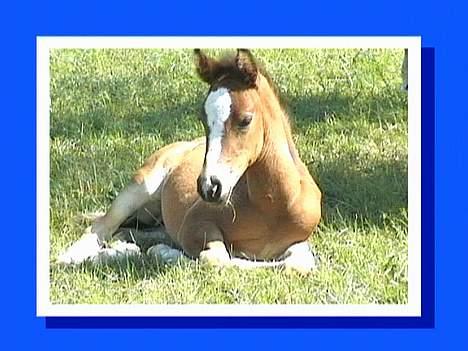 New Forest ahorns tasara billede 3