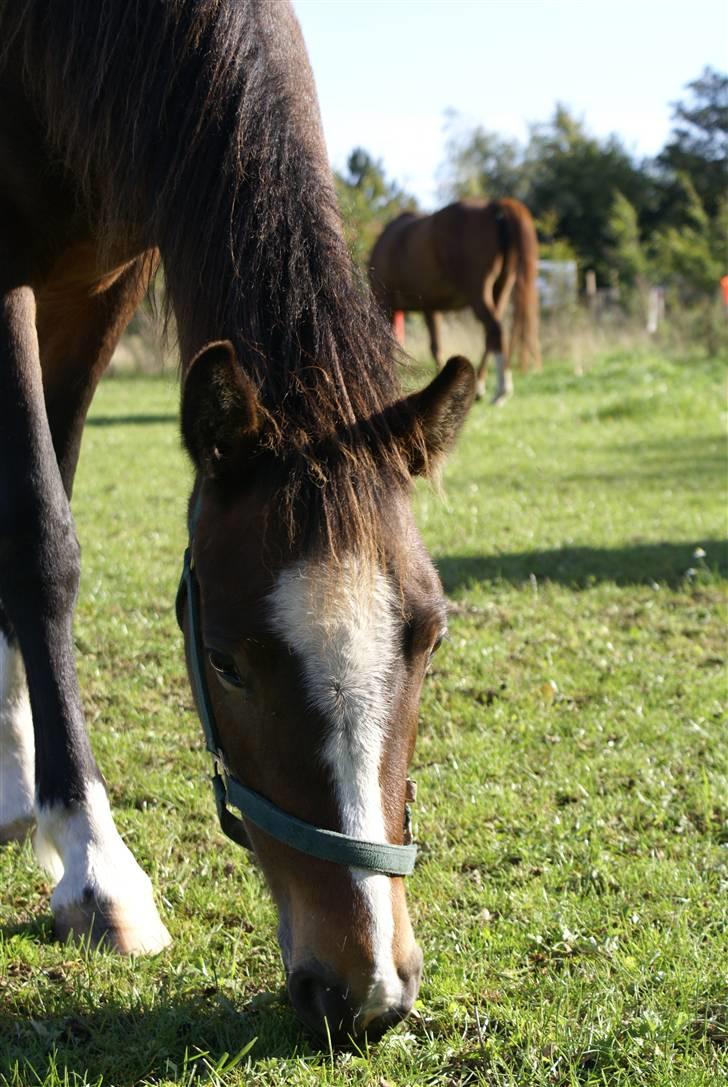 New Forest ahorns tasara - Mor, Mig og Kimiko billede 5