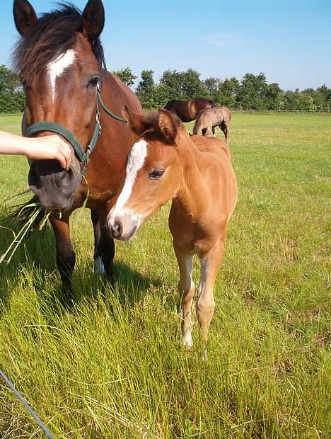 New Forest ahorns tasara billede 11