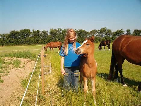 New Forest ahorns tasara - Natascha og Tasara billede 12