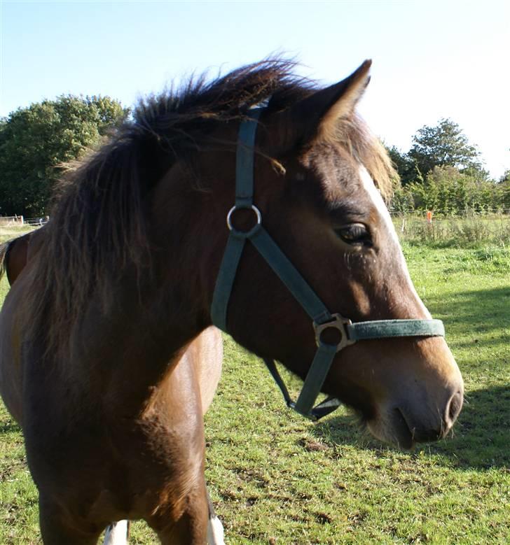 New Forest ahorns tasara - Hilser lige på Ahorns Kira og Julie billede 13