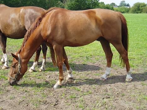 Dansk Varmblod Tjargo Star - Tjargo på marken. UHMM.. MAD... billede 1