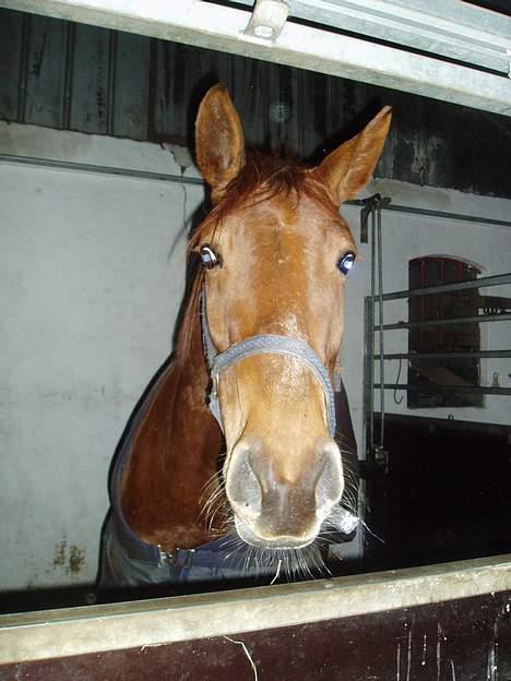 Dansk Varmblod Tjargo Star - Tjargo i stalden. billede 3