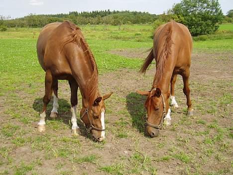 Dansk Varmblod Tjargo Star - Tjargo (til Højre) sammen med Tabita. billede 4