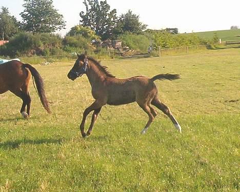 DSP Ahorns Top Way billede 8