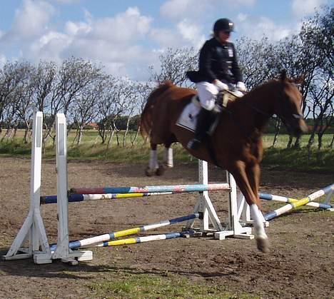 Dansk Varmblod Tjargo Star - Trine på opvarmingsbanen til stævne. billede 5