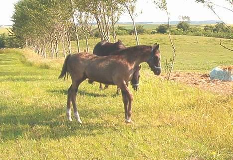 DSP Ahorns Top Way billede 9