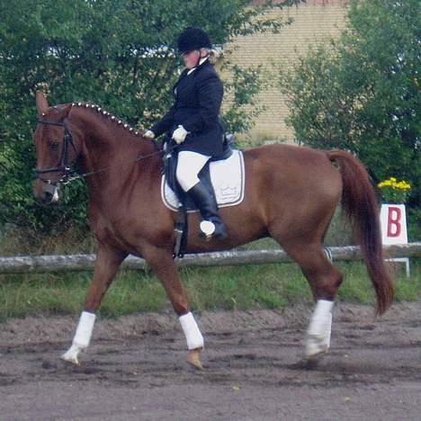 Dansk Varmblod Tjargo Star - Pernille til dressurstævne. billede 6