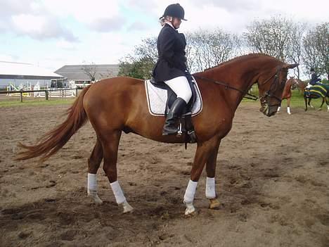 Dansk Varmblod Tjargo Star - Igen Pernille på opvarmingsbanen. billede 7