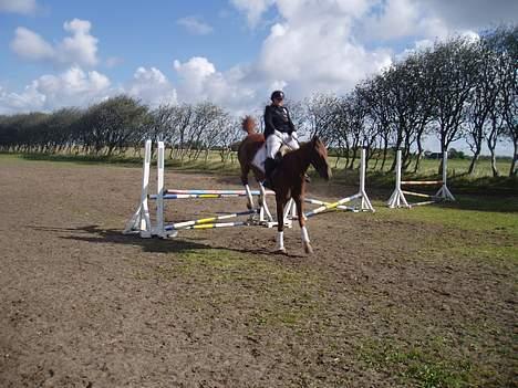 Dansk Varmblod Tjargo Star - Trine lander efter spring. billede 8