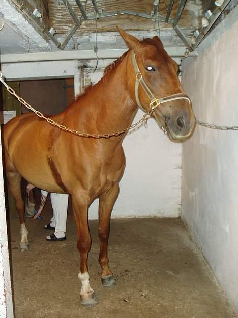 Dansk Varmblod Tjargo Star - Tjargo i stalden på den rideskole han stod på hos tidligere ejer. billede 9