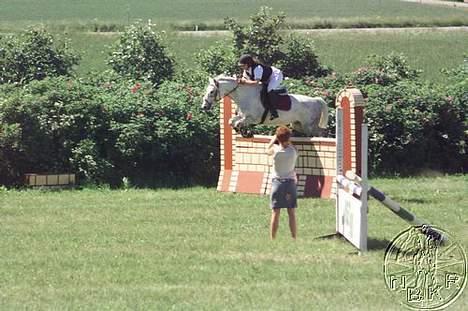 Anden særlig race Shadow - ^^Højdespring igen. 1,15 cm Den højde jeg vandt på;p billede 17