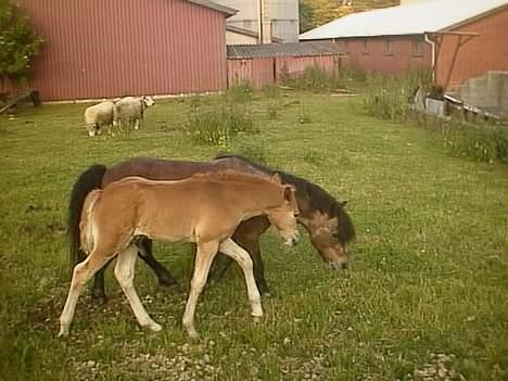 Anden særlig race Marie † 2005 † - Moster Marie ;D billede 16