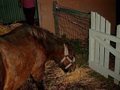 Anden særlig race Sera. R.I.P 2-9-10 - Endnu mer mad ..      billede 10