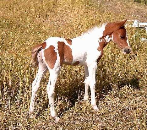 DSP Ahorns may donnatello billede 1