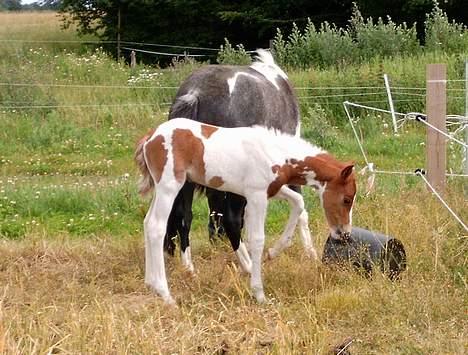 DSP Ahorns may donnatello billede 2