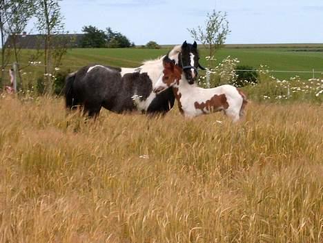 DSP Ahorns may donnatello billede 3