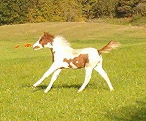 DSP Ahorns may donnatello billede 4