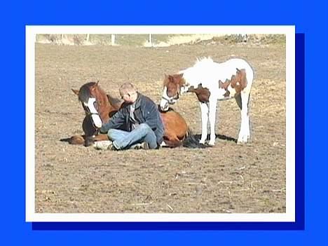 DSP Ahorns may donnatello billede 5