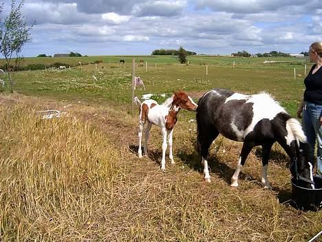 DSP Ahorns may donnatello billede 6