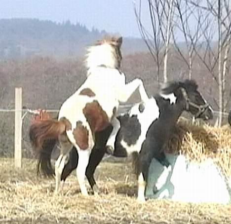 DSP Ahorns may donnatello billede 7