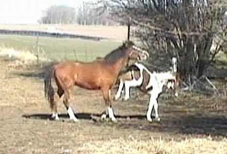 DSP Ahorns may donnatello - Gå væk, Maloor billede 8