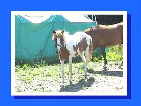 DSP Ahorns may donnatello billede 9