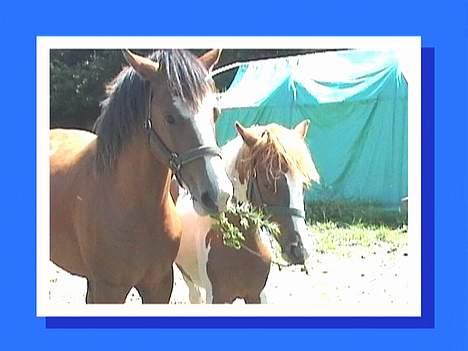 DSP Ahorns may donnatello - som venner vi dele, hov Maloor ikke ta´ det hele billede 10