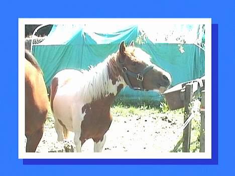 DSP Ahorns may donnatello - min hage klør. billede 11