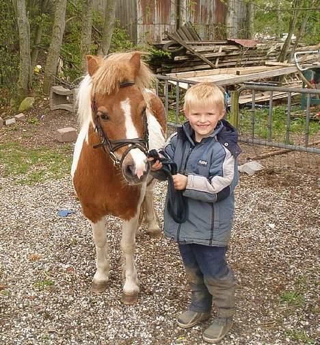 DSP Ahorns may donnatello - Donnatello´s mormor billede 12