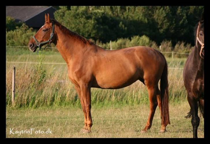 Dansk Varmblod Isabella † - Isabella i aftensolen d. 9 Juli 2007 billede 17