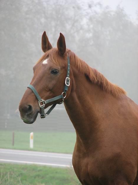 Dansk Varmblod Isabella † - Isabella i tågen d. 19-10-2007 billede 18