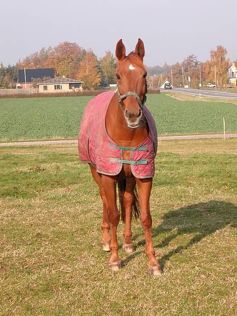 Dansk Varmblod Isabella † - Isabella d. 30 Oktober 2005 billede 19