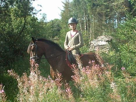 New Forest Holmens Anton  - Skovtur :)  billede 17