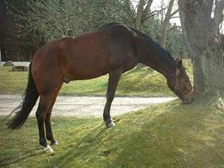 New Forest Holmens Anton  billede 20