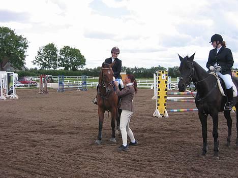 Anden særlig race Charlie (SOLGT) - Cute er han bar blev nummer 2 til hans første springstævne billede 7